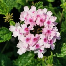 5023242999913 1 Verbena Margarets Memory 3L.jpg